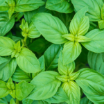 Natural Basil (Tulsi) Essential oil