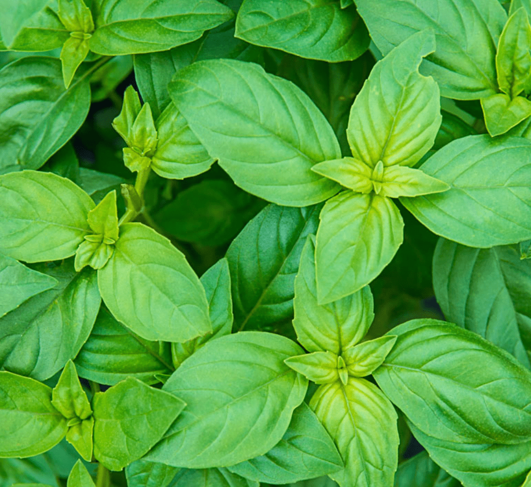 Basil tulsi EO Natural Basil (Tulsi) Essential oil - Image 1