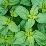 Natural Basil (Tulsi) Essential oil