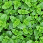 Natural Mint Essential Oil