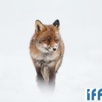 Tonquitone - IFF