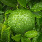 Green Mandarin Essential Oil Cold Pressed-Brazil