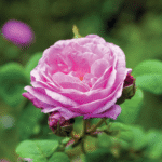 Rose Absolute-Centifolia