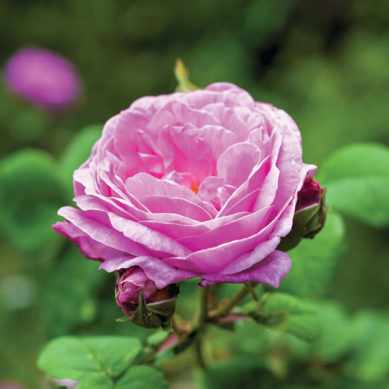 Rose absulute Rose Absolute-Centifolia - Image 1