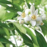 Natural Petitgrain Heart Essential Oil-Paraguay