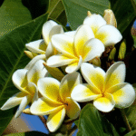 Frangipani Absolute (Plumeria)