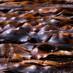 Seaweed Absolute