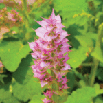 Clary Sage Absolute-France