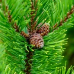 Cedarwood Atlas Essential Oil-Morocco