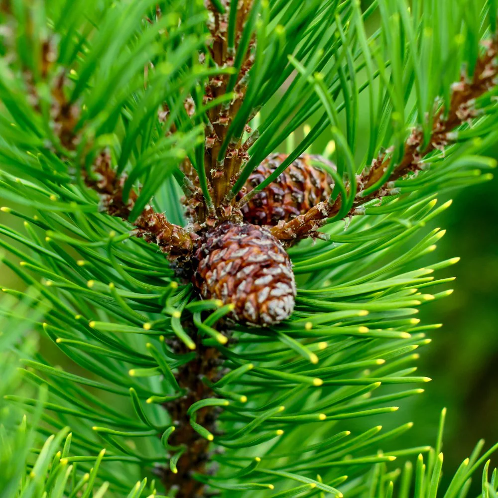 cederwood Cedarwood Atlas Essential Oil-Morocco - Image 1