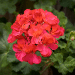 Geranium Essential Oil-Egypt