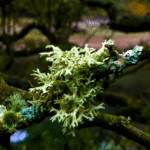 Oakmoss Absolute