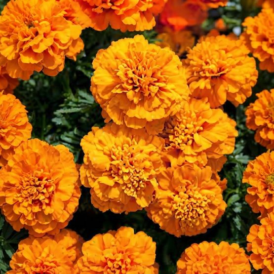 Marigold Essential Oil