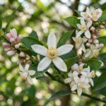 Neroli Oil (Natural)