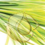 Lemongrass Essential Oil (Natural)