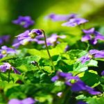 Violet Leaf Absolute
