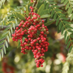 Pink Peppercorn EO