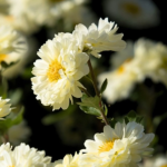Chrysanthemum Absolute