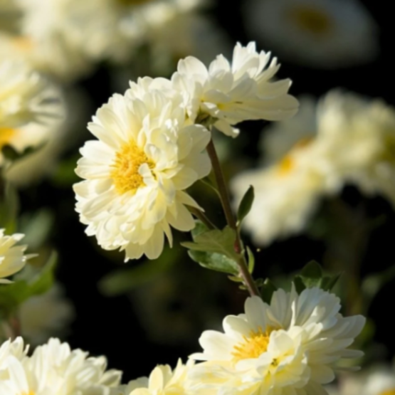 Chrysanthemum Absolute